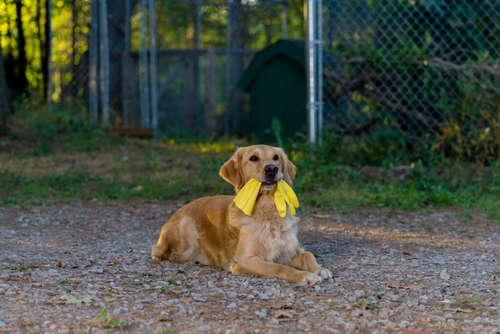 Golden retriever dog hold yellow glove in mouth in Love in Wolf Creek, a Hallmark movie