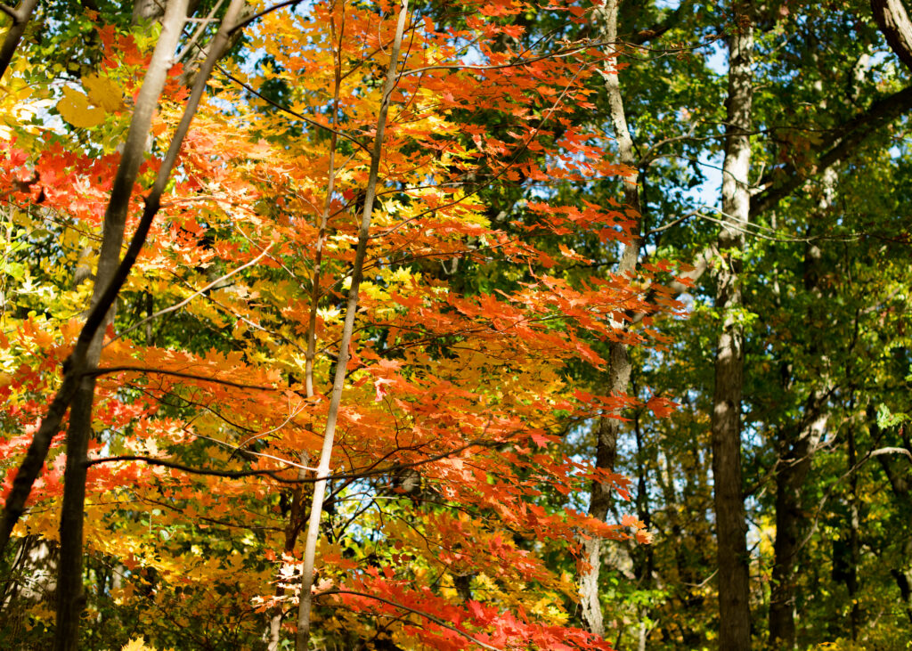 Surprise Fall Proposal Engagement Photos Dundas Peak - Photographer, Lauren Newman