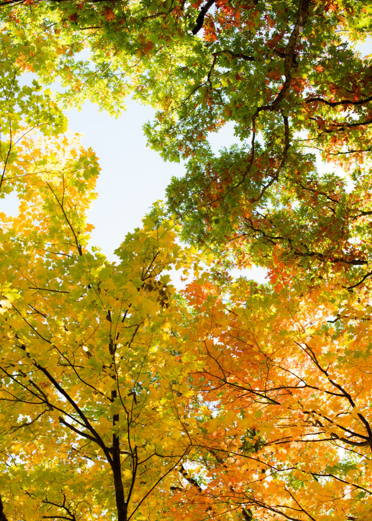 Surprise Fall Proposal Engagement Photos Dundas Peak - Photographer, Lauren Newman